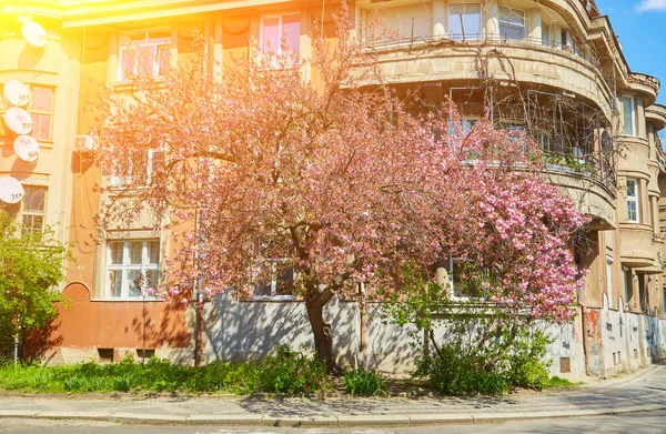 Sokakta Çiçek Açan Güzel Sakura Ağaçları Pembe Sakura Çiçekleri Güneşli — Stok fotoğraf