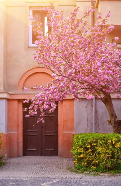 Blooming Sakura Trees City Streets Uzhhorod Ukraine Colorful Sakura Flowers — Fotografia de Stock