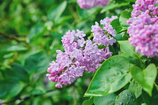 Beautiful lilac flowers with selective focus. Purple lilac flower with blurred green leaves. Spring blossom. Blooming lilac bush with tender tiny flower. Purple lilac flower on the bush.