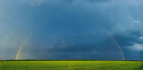 agricultural field with young green wheat sprouts and rainbow, spring landscape, dramatic blue sky as background, fields of Ukraine