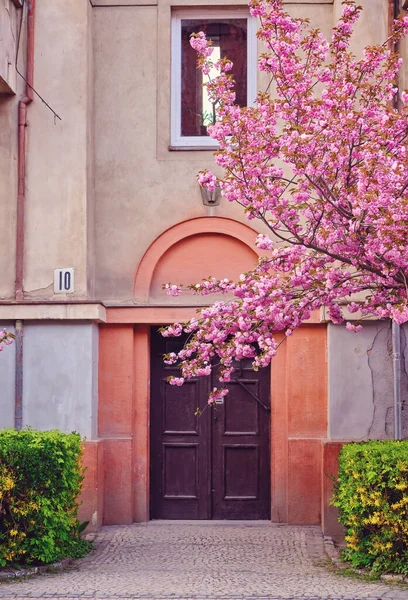 Blooming Sakura Trees City Streets Uzhhorod Ukraine Colorful Sakura Flowers — Stok fotoğraf