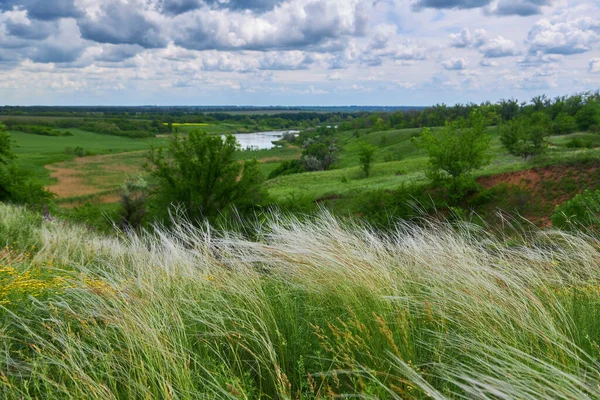 Landscape with Stipe Feather Grass or Grass Needle Nassella tenuissima. Summer in Ukraine