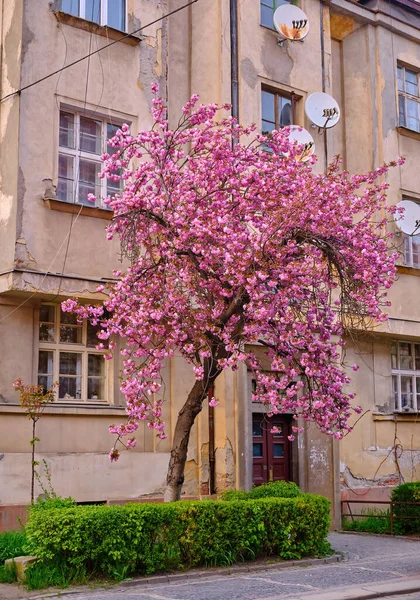 Όμορφα Ανθισμένα Δέντρα Σακούρα Στο Σοκάκι Ροζ Λουλούδια Sakura Κλαδιά — Φωτογραφία Αρχείου