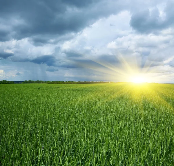 green earth, fields of Ukraine, grains sky, green grass