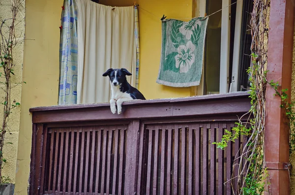 Black White Dog Sticks His Head Out Stone Posts Balcony — Zdjęcie stockowe