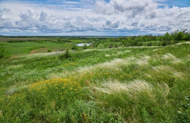 Landscape with Stipe Feather Grass or Grass Needle Nassella tenuissima. Summer in Ukraine