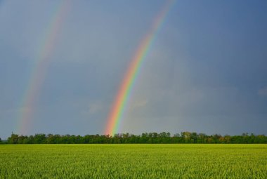 agricultural field with young green wheat sprouts and rainbow, spring landscape, dramatic blue sky as background, fields of Ukraine