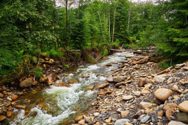 Ormanın arka planında bir dağ nehrinin manzarası, bir tayga nehri, kıyılar boyunca bir çam ormanı, kanaldaki taşlar, bir dağ deresi, yaz sıcağı, biraz su.