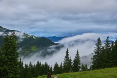 Dağlarda sis ve sıra sıra ağaçlarla kaplı bir manzara.