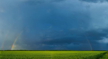 agricultural field with young green wheat sprouts and rainbow, spring landscape, dramatic blue sky as background, fields of Ukraine