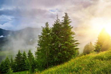 Alplerde yeşil çayırlar, çiçek açan çiçekler ve arka planda karla kaplı dağ tepeleri olan Idyllic manzarası.