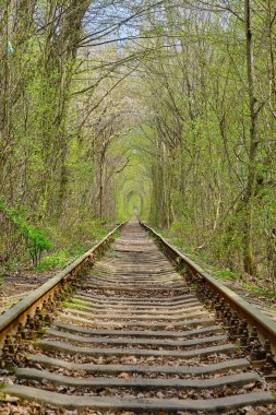 Tunnel of Love, Ukraine, Klevan: beautiful panoramic view of the romantic Tunnel of love in western Ukraine in beautiful sunny summer day