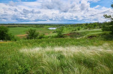 Landscape with Stipe Feather Grass or Grass Needle Nassella tenuissima. Summer in Ukraine