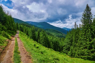 Alplerde yeşil çayırlar, çiçek açan çiçekler ve arka planda karla kaplı dağ tepeleri olan Idyllic manzarası.