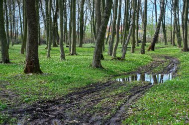 Romantik ve gizemli şehir parkı yolu güneşli çayırlara, orman çalılıklarına toprak yol, bahar çiçekleri, gün ortası güneş ışığı ve gölge kontrastı, mavi gökyüzü, ıssız bisiklet yolu, mevsimsel dinlenme konsepti