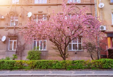 Sokakta çiçek açan güzel sakura ağaçları. Pembe sakura çiçekleri, güneşli bir ışıkta, Spring City caddesinde manzara manzarası. Şehirde baharın tadını çıkarıyorum.