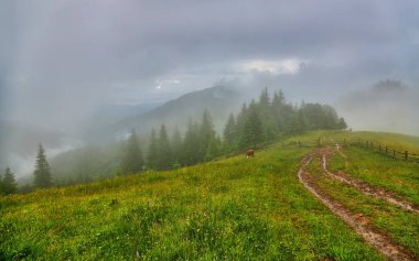 Sabah ışığında dağ çayırında. Çimenli tepenin arkasındaki ormanın arkasında sisli bir vadi ile ilkbahar manzarası. Parlak mavi gökyüzünde kabarık bulutlar. Doğa tazeliği kavramı