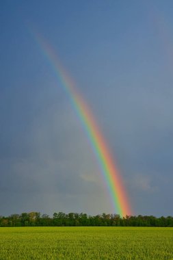 agricultural field with young green wheat sprouts and rainbow, spring landscape, dramatic blue sky as background, fields of Ukraine
