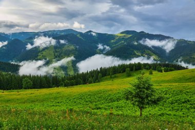 Dağlar ve çiçeklerle İlkbaharda Alplerde
