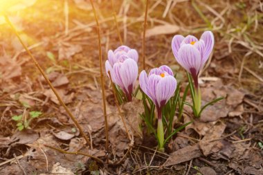 lose up of large purple King of Striped Crocus on a sunny spring day. Nature concept for design