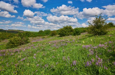 Çiçek açan çayırları olan güzel bir yaz manzarası. yabani çiçekler
