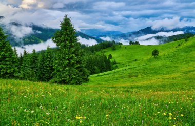 Alplerde yeşil çayırlar, çiçek açan çiçekler ve arka planda karla kaplı dağ tepeleri olan Idyllic manzarası.