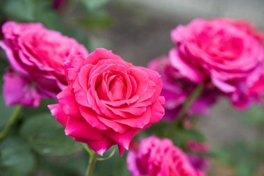 closeup of pink rose bush with green background