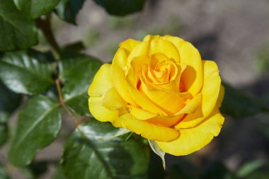 Güzel sarı gül başları çiy damlalarıyla, bahçedeki çiçekleri suladıktan sonra, yağmurdan sonra, kartpostal kaplamasından sonra, tebrik arkaplanı, çalılıklardaki yeşil yapraklar