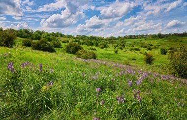 Taze çimen ve sarı karahindiba çiçekleriyle dolu güzel çayır arazisi bulutlu bulanık mavi gökyüzüne karşı. Yaz baharı doğal manzara.