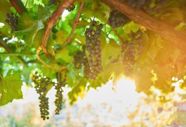 Sonbahar hasadında gün batımında üzüm bağları. Sonbaharda olgun üzümler.