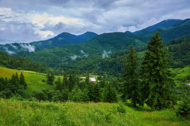 Alplerde yeşil çayırlar, çiçek açan çiçekler ve arka planda karla kaplı dağ tepeleri olan Idyllic manzarası.