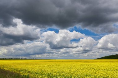 Kolza kolza tarlası sarı çiçekler ve mavi gökyüzü, Ukrayna bayrağı renkleri, Ukrayna tarım illüstrasyonu