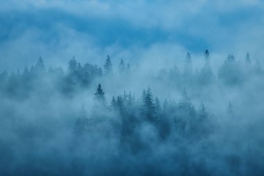 Eski moda hippi tarzında köknar ormanı olan puslu bir manzara.