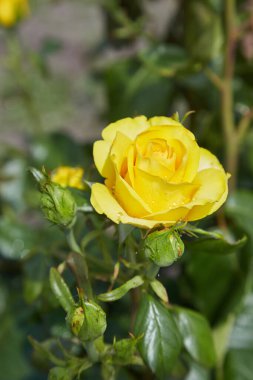 Güzel sarı gül başları çiy damlalarıyla, bahçedeki çiçekleri suladıktan sonra, yağmurdan sonra, kartpostal kaplamasından sonra, tebrik arkaplanı, çalılıklardaki yeşil yapraklar