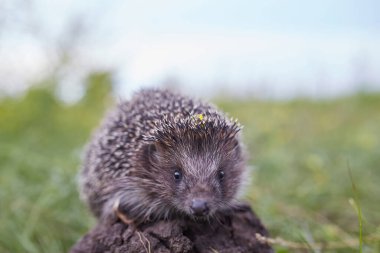 Kirpi Bilimsel adı: Erinaceus Europaeus, yeşil çimenlerdeki doğal bahçe habitatına bakan vahşi, yerli, Avrupalı bir kirpiye yakın durmaktadır. Yatay olarak. Kopyalamak için boşluk.