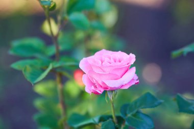 closeup of pink rose bush with green background