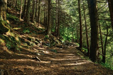Dağlarda yürüyüş. Yürüyüş yolunda güzel bir taş patika. Taşları ve eğreltiotu bitkileriyle vahşi dağ ormanları. İzlere düşen güneş ışınları.