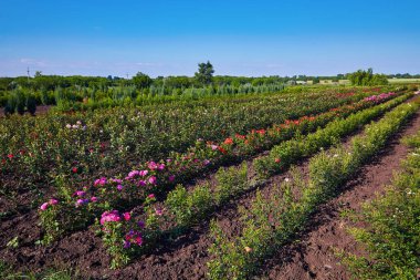 Tarlada bir sürü çiçek olan bir serada kocaman bir gül bahçesi.