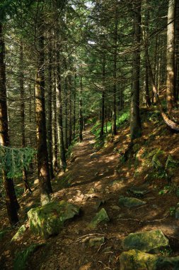 Dağın yamaçlarındaki karanlık bir çam ormanında patika. Karpatlar, Ukrayna, Avrupa. Güzellik dünyası. Vintage filtresi