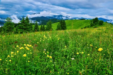 Dağlar ve çiçeklerle İlkbaharda Alplerde