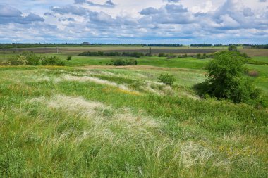 Bahar manzarası, mavi gökyüzünün altındaki tüy çim tarlası.
