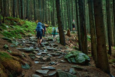 Bir grup turist macera gezgini güneşli bir günde yüksek yeşil çam ormanlarına giden yolda yürüyor.