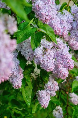 Yeşil yapraklardan oluşan bir arka planda leylak dalı. Bahar.