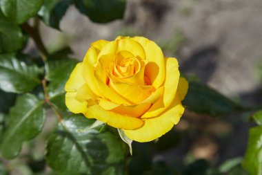 Güzel sarı gül başları çiy damlalarıyla, bahçedeki çiçekleri suladıktan sonra, yağmurdan sonra, kartpostal kaplamasından sonra, tebrik arkaplanı, çalılıklardaki yeşil yapraklar