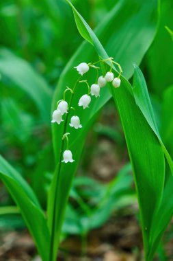Lily of the valley Convallaria majalis, blooming in the spring forest, close-up