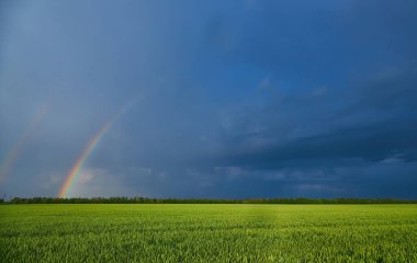 Kasvetli, uğursuz bulutların önünde, güneşli bir yaz akşamı ekilen buğday tarlasının üzerinde çifte parlak gökkuşağı.