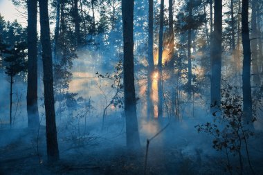 Orman yangını, orman yangını gündüz vakti kapanıyor.
