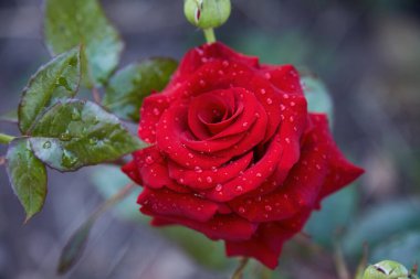 Yeşil çiçek tarhlarının arka planında kırmızı gül çiçeği. Çiçek yapraklarının üzerindeki çiy damlası.