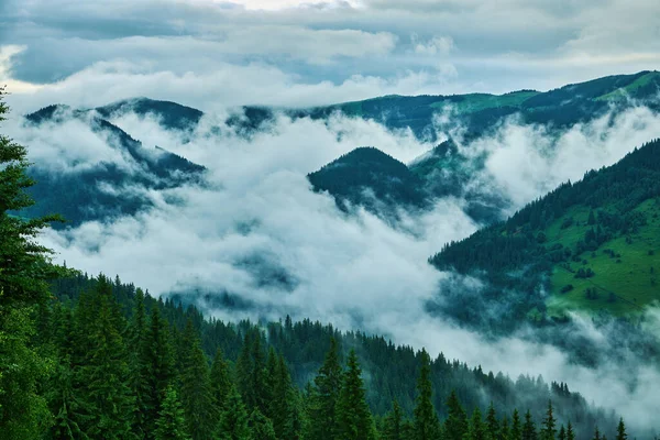 Krajina Mlhou Horách Řadami Stromů — Stock fotografie