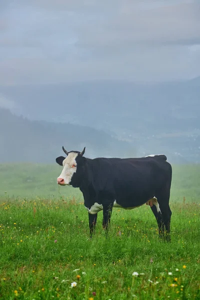 Cows Graze Meadow Fog Carpathian Cows Ukraine Mountain Cows Graze — 图库照片